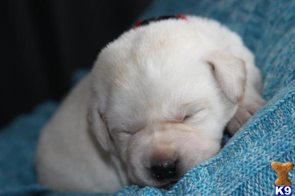 Puppies in MN